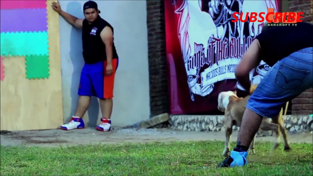 Pit Bull Champion Jumping Dogs - ( Antara - Can Leap Up 4 Metre World Record )