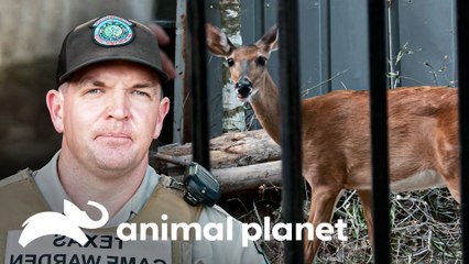 Cervo é mantido como animal de estimação ilegal | Patrulheiros da Natureza | Animal Planet Brasil