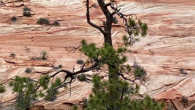 Mountain Sheep Running on Red Rocks at Zion National Park