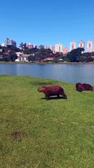 Dogs Chase Capybaras Into Water