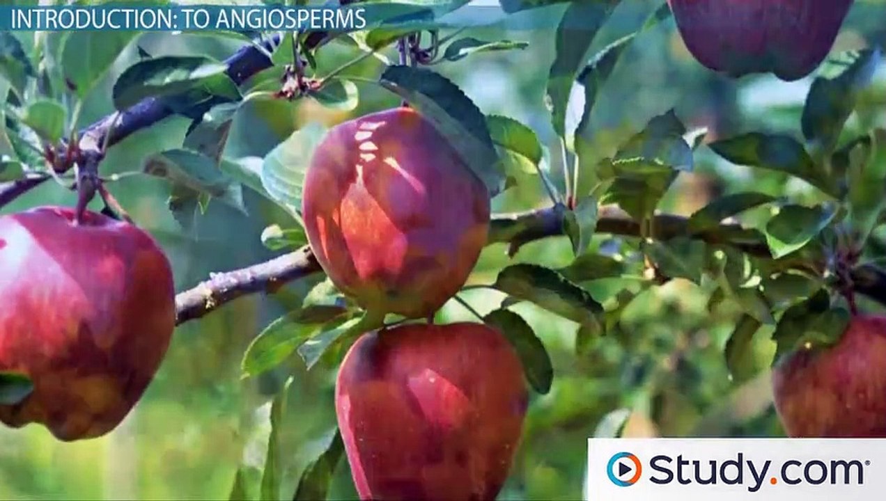 An Angiosperm Life Cycle- Flowering Plant Reproduction