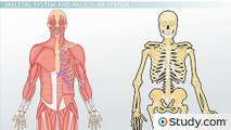 Skeletal System and Muscular System