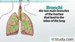 Gas Exchange in the Human Respiratory System