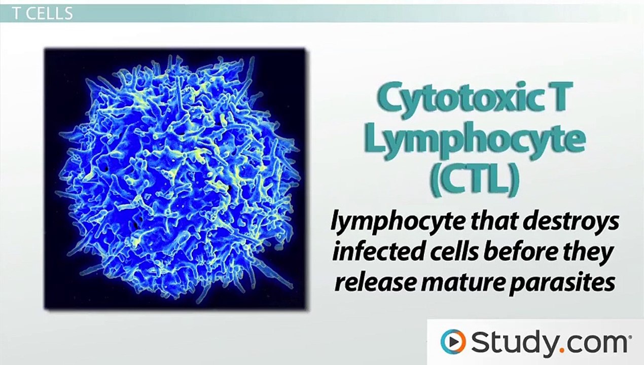 Acquired Immunity- T Cells, B Cells and Antibodies