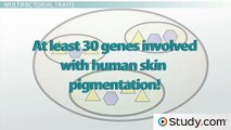 Human Genetics- Multifactorial Traits & Model Organisms -