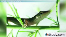 Interspecific Competition, Competitive Exclusion & Niche Differentiation