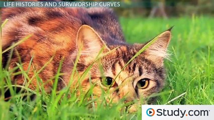 Populations- Density, Survivorship and Life Histories -