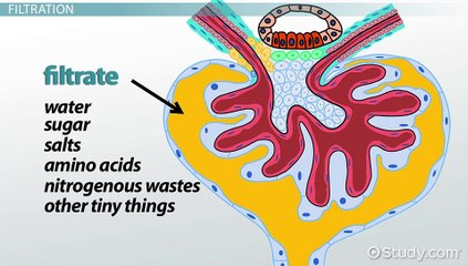 The Three Processes of Urine Formation