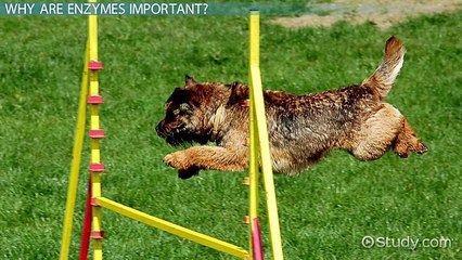 Understanding the Induced Fit Enzyme Model 🧬: Definition & Key Concepts