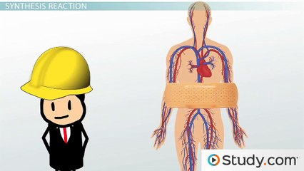 Biochemical Reactions- Synthesis and Decomposition