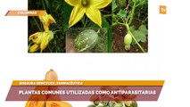 Plantas comunes utilizadas como antiparasitarias