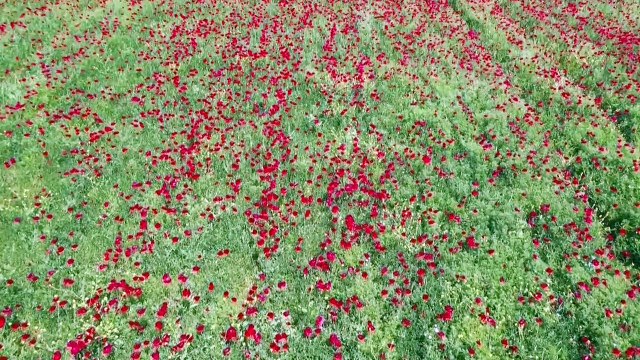 Em meio ao campo de batalha, flores... muitas flores