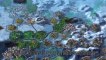 Sid Meier's Civilization: Beyond Earth - Rising Tide what's new