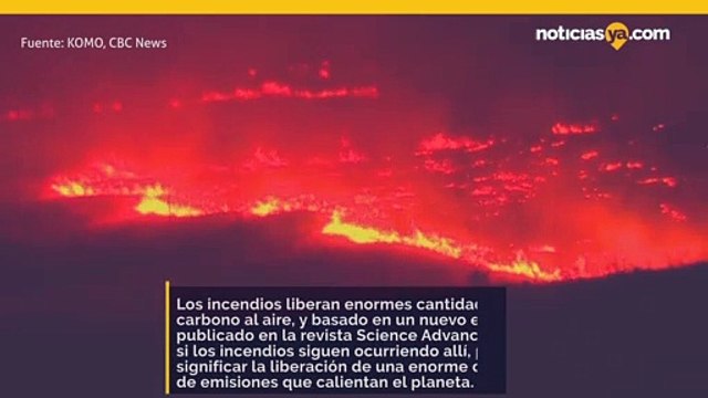 Algunos expertos temen que estos bosques pasen de absorber dióxido de carbono a emitirlo.