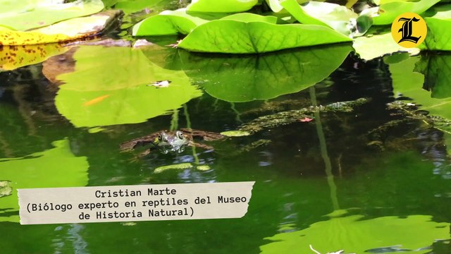 Áreas protegidas los nuevos hogares de las especies en extinción