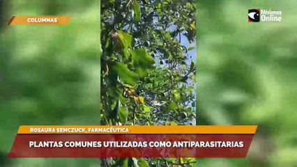 Plantas comunes utilizadas como antiparasitarias