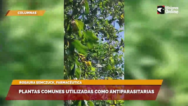 Plantas comunes utilizadas como antiparasitarias