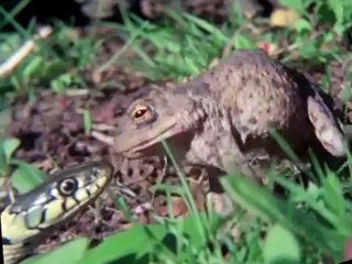 Life on Earth S01 E06