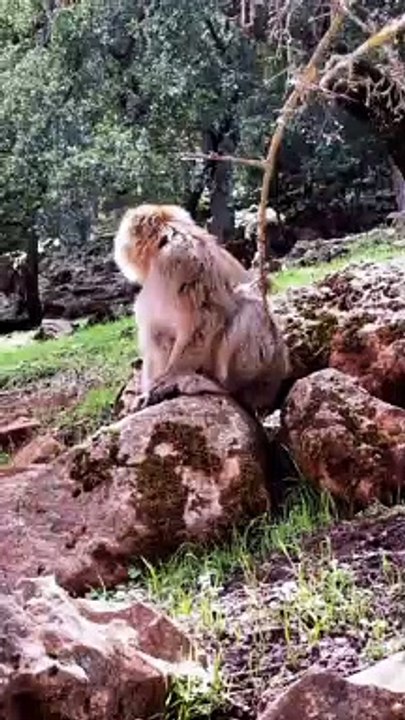 #animaux