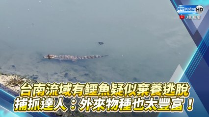 台南流域有鱷魚疑似棄養逃脫 捕抓達人：外來物種也太豐富！