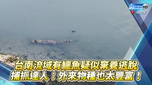 台南流域有鱷魚疑似棄養逃脫 捕抓達人：外來物種也太豐富！