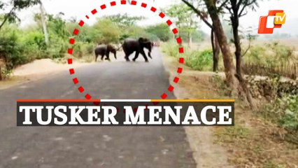 Elephant Menace Triggers Panic Among Villagers In Odisha, Locals Allege Forest Dept Apathy