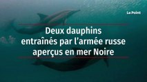 Deux dauphins entraînés par l’armée russe aperçus en mer Noire