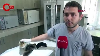Yavrularını kaybeden kedi, yavru köpeklere sütanne oldu