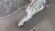 Bursa'da telef olan yunus balığı karaya vurdu