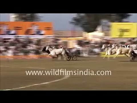 Bullock cart race at Rural Olympics