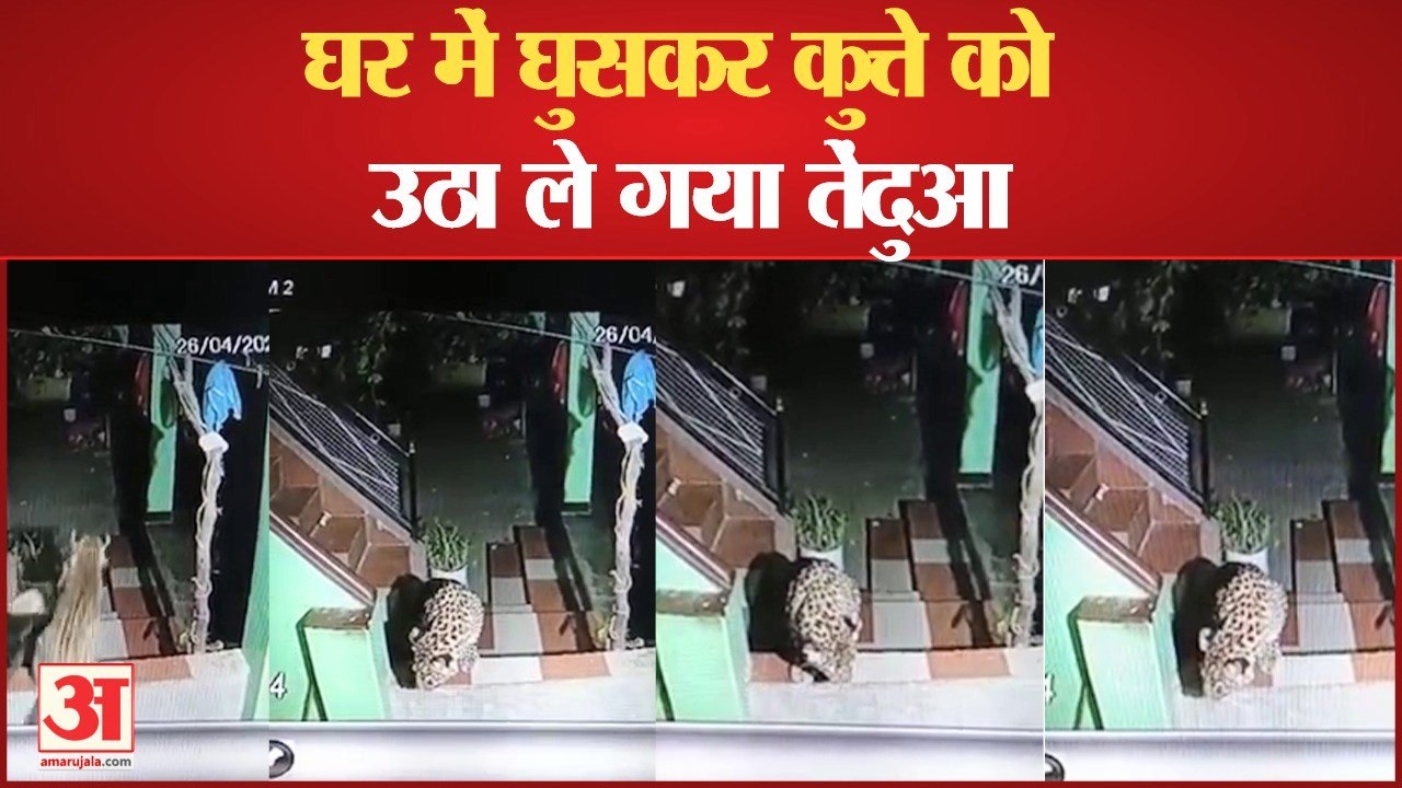 मकान में घुसकर पालतू कुत्ते को उठा ले गया तेंदु...
