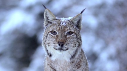 Rumanía Salvaje | Tráiler