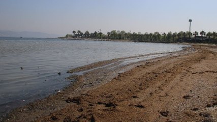 Hayvan gübresinin esir aldığı sahile martı bile uğramıyor