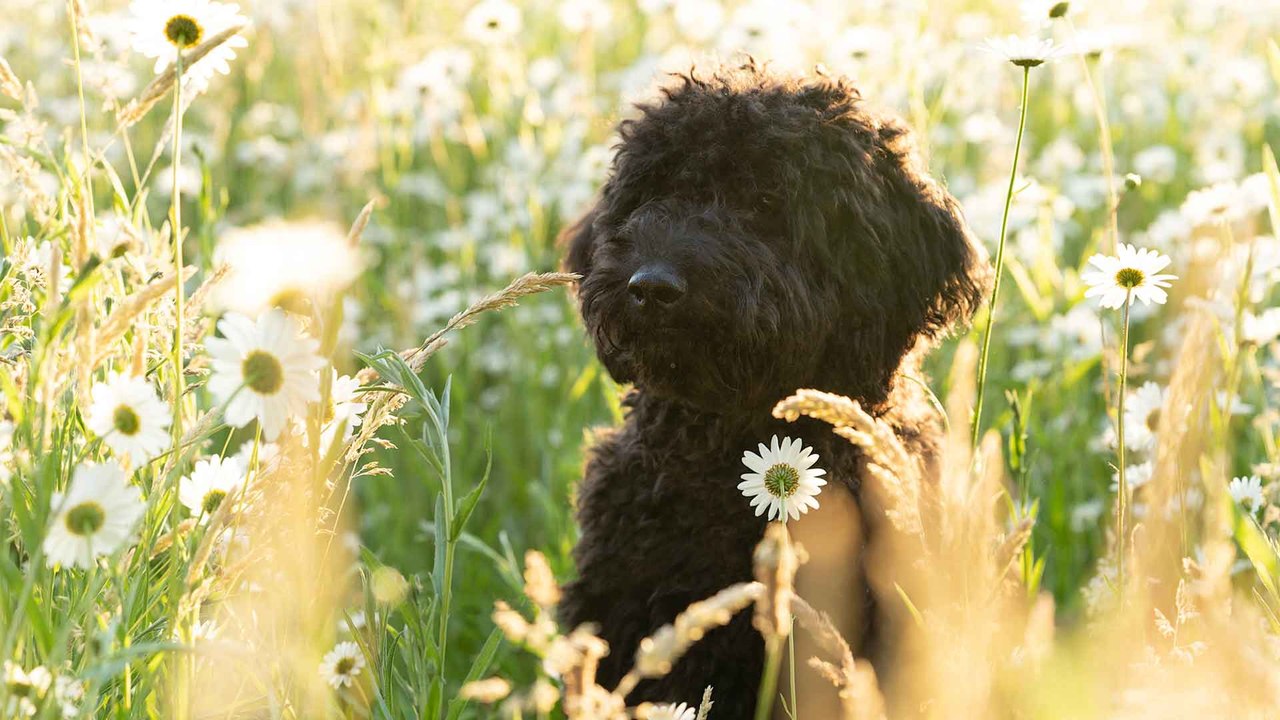DIESE Hunderassen haaren nicht