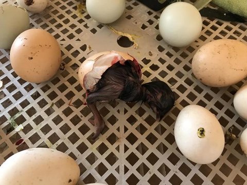 LİSE ÖĞRENCİLERİ, OKULDAKİ KULUÇKA MERKEZİNDE BILDIRCIN VE CİVCİV ÜRETİYOR