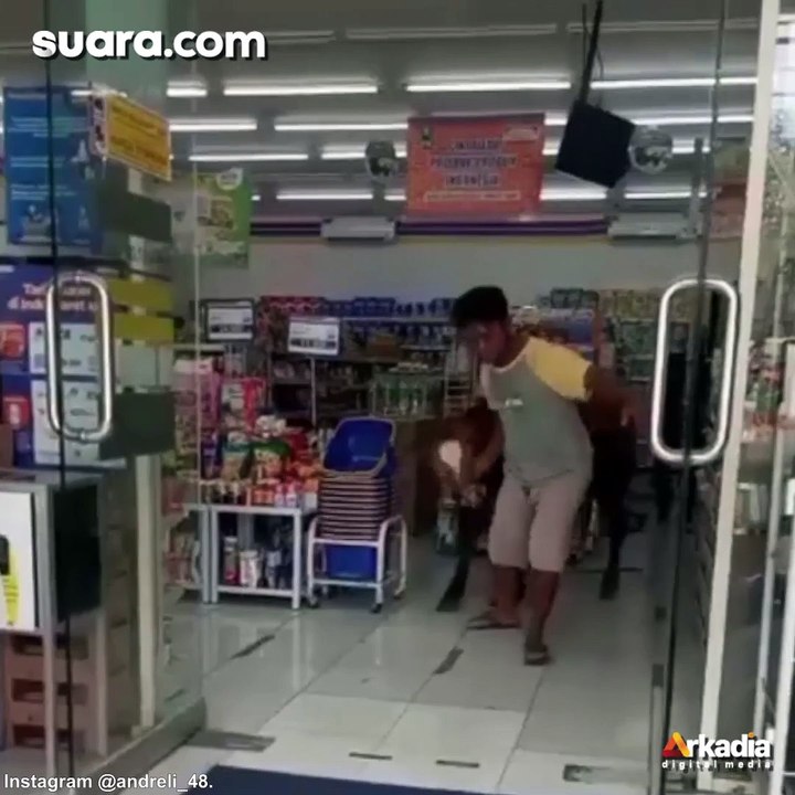 Seekor Sapi Ditarik Keluar dari Minimarket, Warganet: Ngamuk Mau Jajan Cokelat
