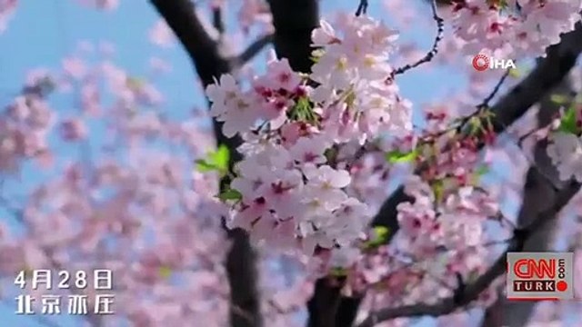 Çin onayladı! Pekin’de sürücüsüz taksiler trafiğe çıkacak