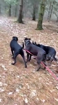 Un chien est moins motivé que ses potes pendant une balade