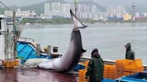 고성 앞바다서 밍크고래 죽은 채 발견...4,800만 원에 판매 / YTN