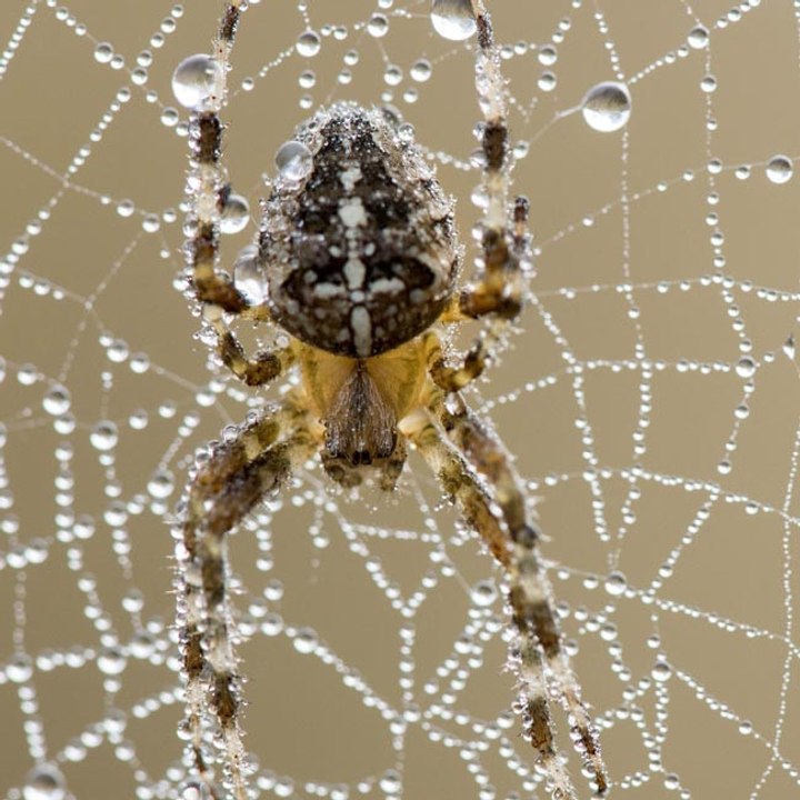 Männliche Spinnen springen nach dem Sex um ihr Leben