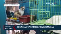 Penitipan Kucing di Kota Malang Ramai Jelang Lebaran