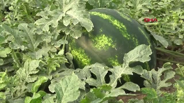 YANGININ İZİNİ SİLMEYE ÇALIŞAN ÇİFTÇİNİN 'ÜRETİCİDEN TÜKETİCİYE 3 KAT FİYAT' TEPKİSİ