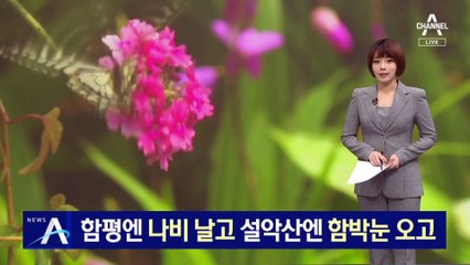 설악산엔 함박눈 오고 전남 함평엔 나비 날고…두 얼굴의 봄