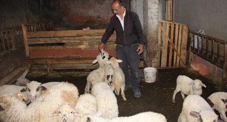 İnternetten satmak istediği koyunlarını dolandırıcılara kaptırdı