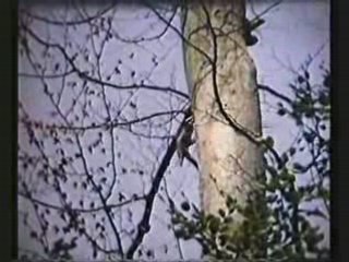 Pic noir - 1 - Prémontage