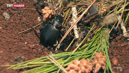 Çam ağaçlarına biyolojik kalkan: Avcı böcekler