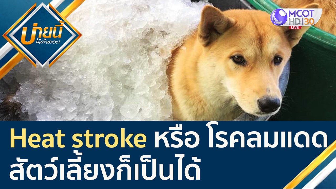 Heat stroke หรือ โรคลมแดด สัตว์เลี้ยงก็เป็นได้...