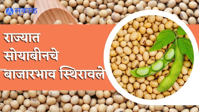 Soyabean Market Rate | विदर्भातील प्रमुख बाजारांमधील आजचे सोयाबीन बाजारभाव किती आहेत, जाणून घ्या