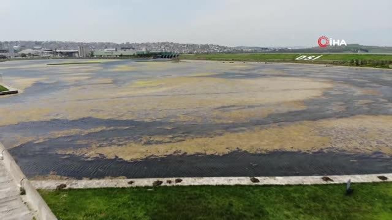 Büyükçekmece Gölü'nde yosun istilası... Ters esen rüzgar dalyana tonlarca yosun taşıdı