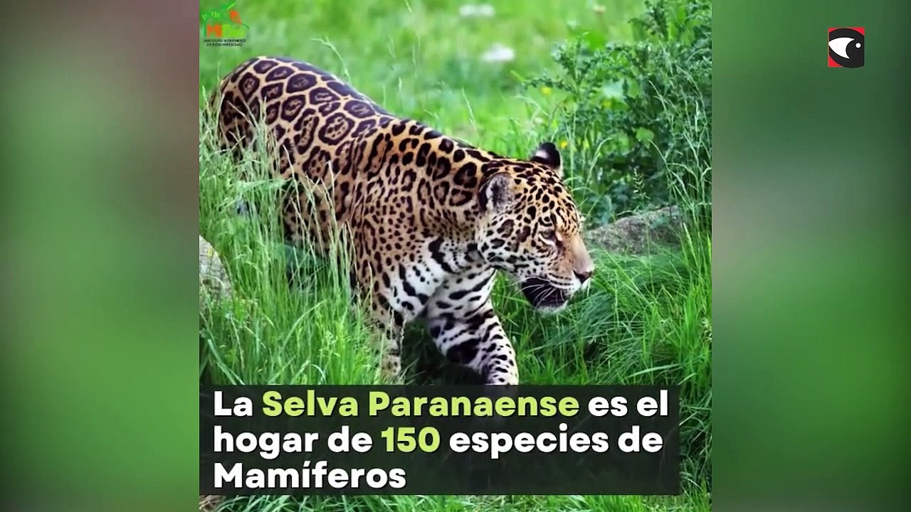 El IMiBio y su saludo por el Día del Animal